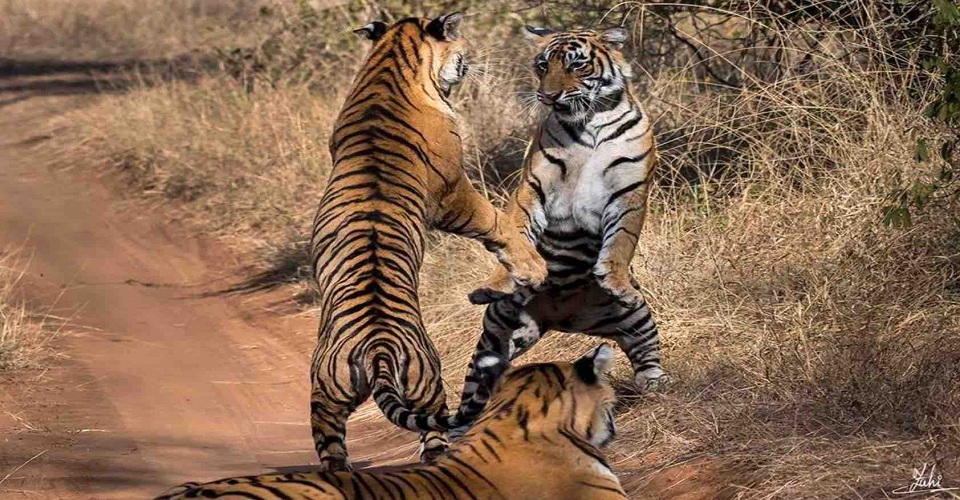 Golden Triangle Tour with Ranthambore By Car